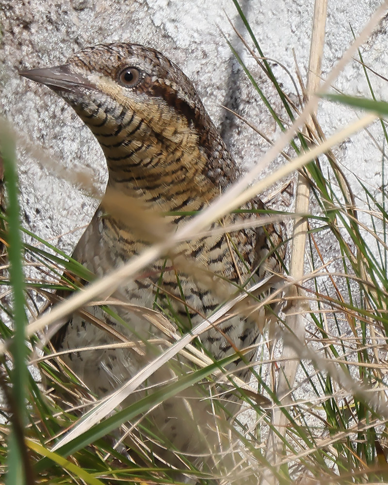 Wryneck